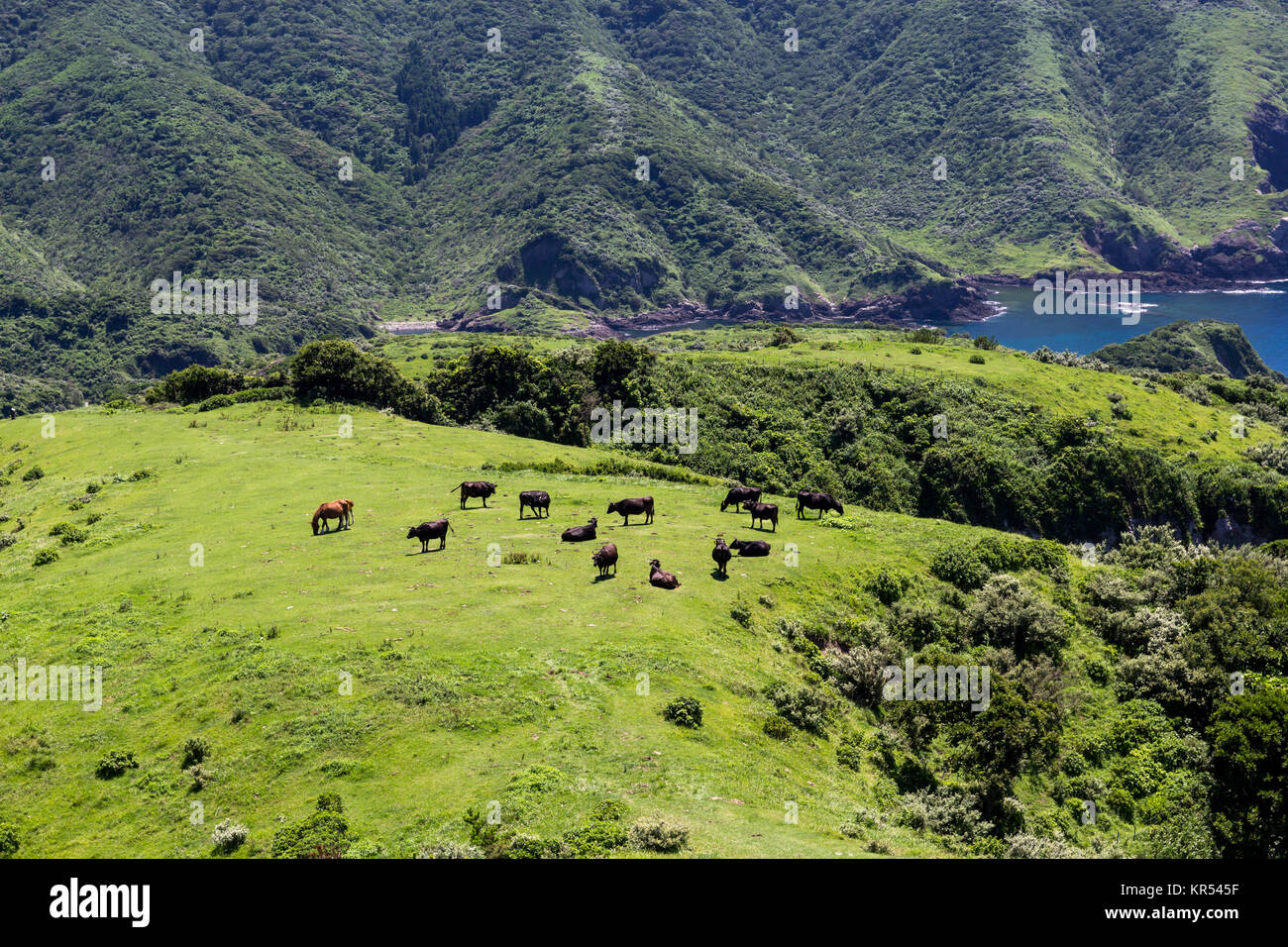 Rinder auf Gras; Matengai-Kliff, Kuniga-Küste, Nishinoshima; Präfektur Shimane, Japan Stockfoto