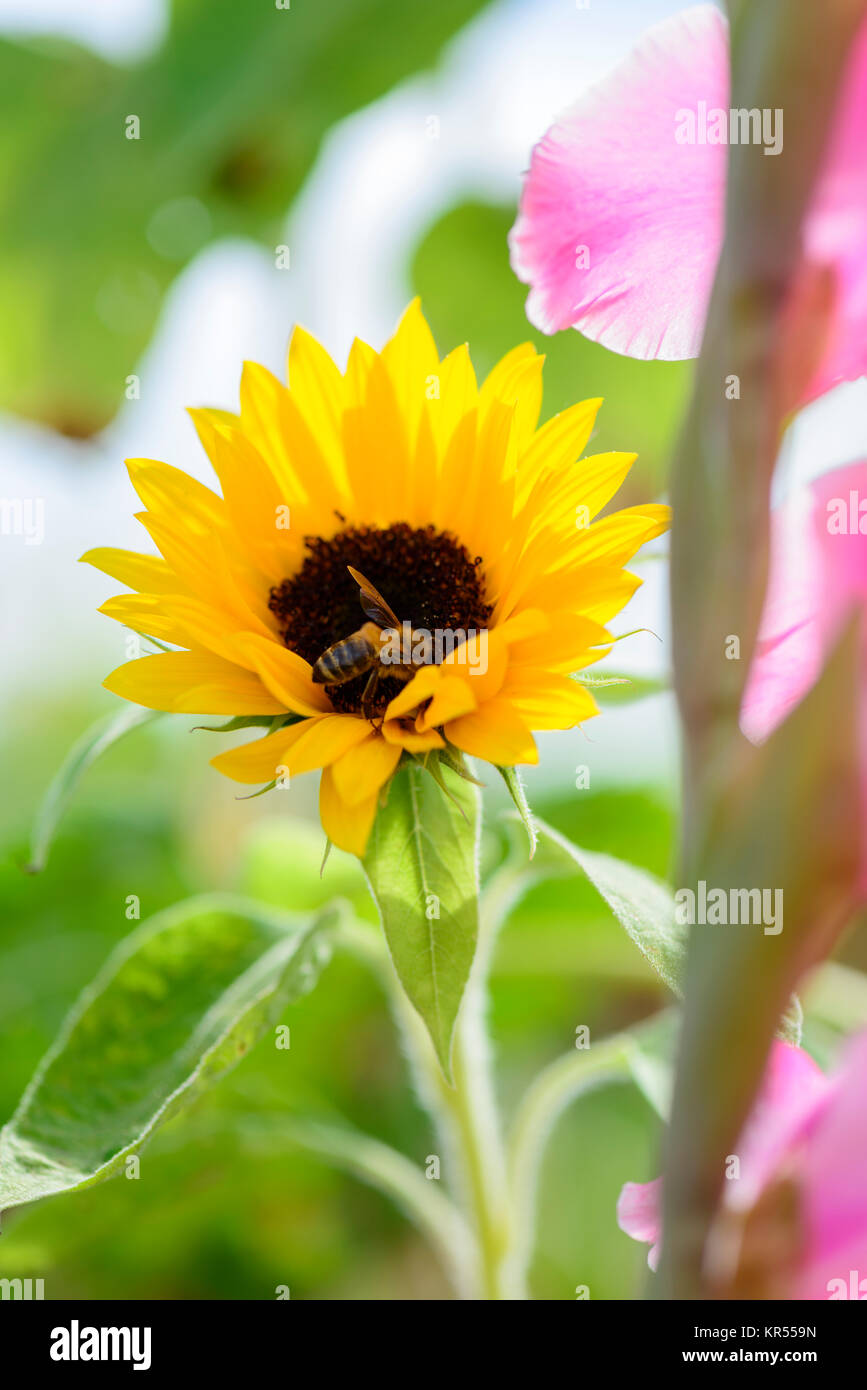 Biene sammelt Nektar in Sonnenblume mit Gladiole im Vordergrund Stockfoto