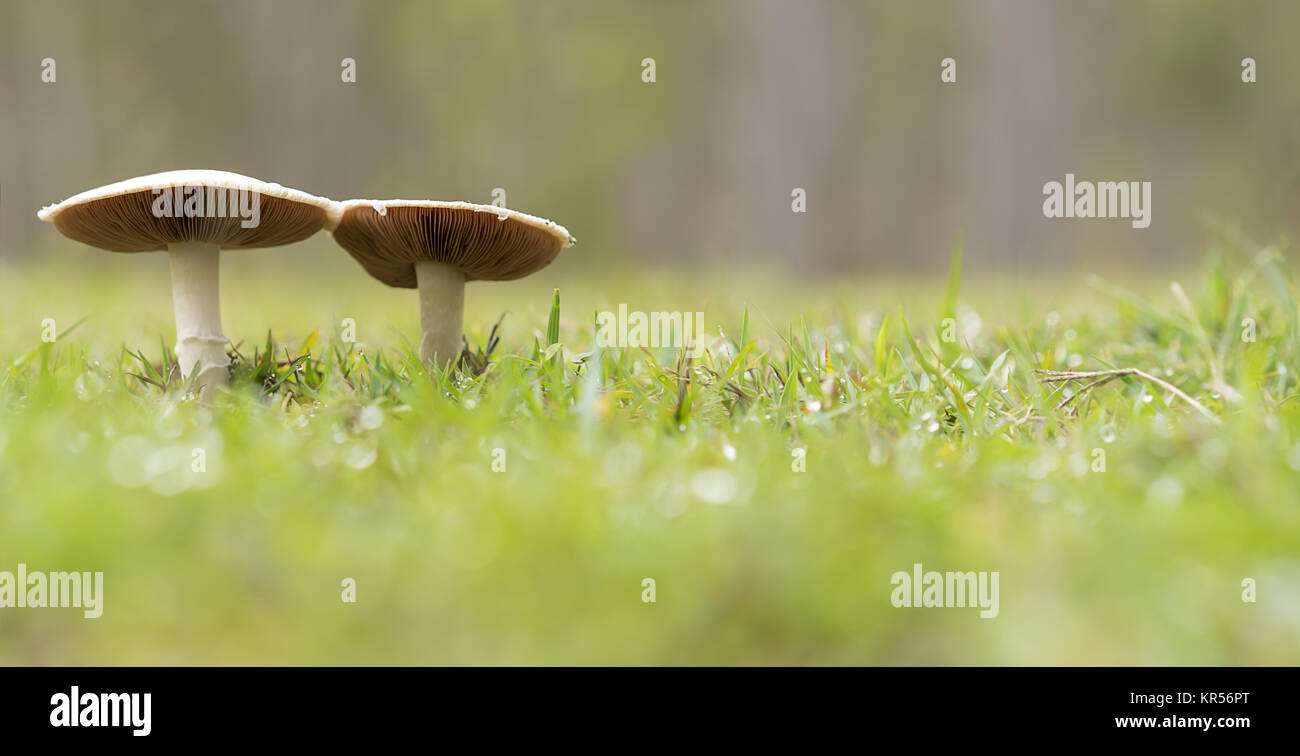 Zwei live wild wachsende Pilze panorama Stockfoto