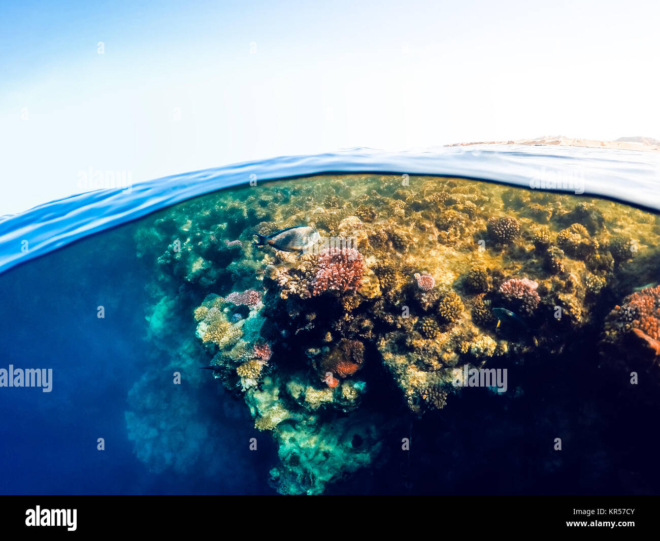 Unterwasser- und Oberfläche der geteilten Ansicht in den Tropen, Meer Stockfoto