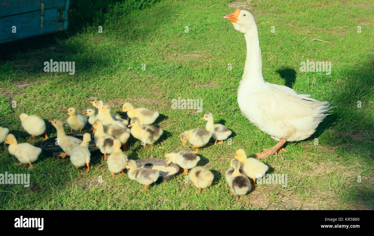 Gänsel mit Gans auf dem Rasen Stockfoto