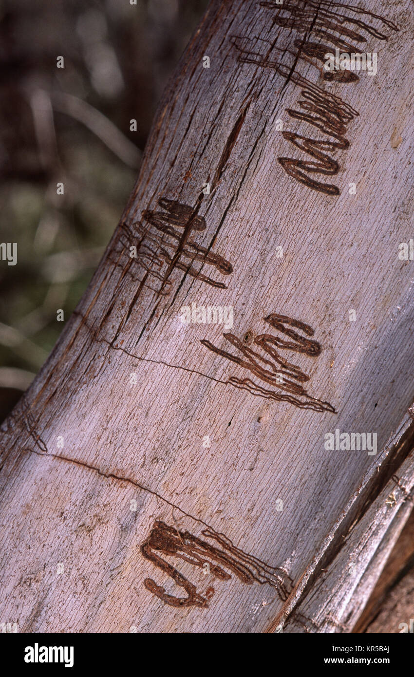 Motte larve Wanderwege auf Gummi Baumrinde Stockfoto