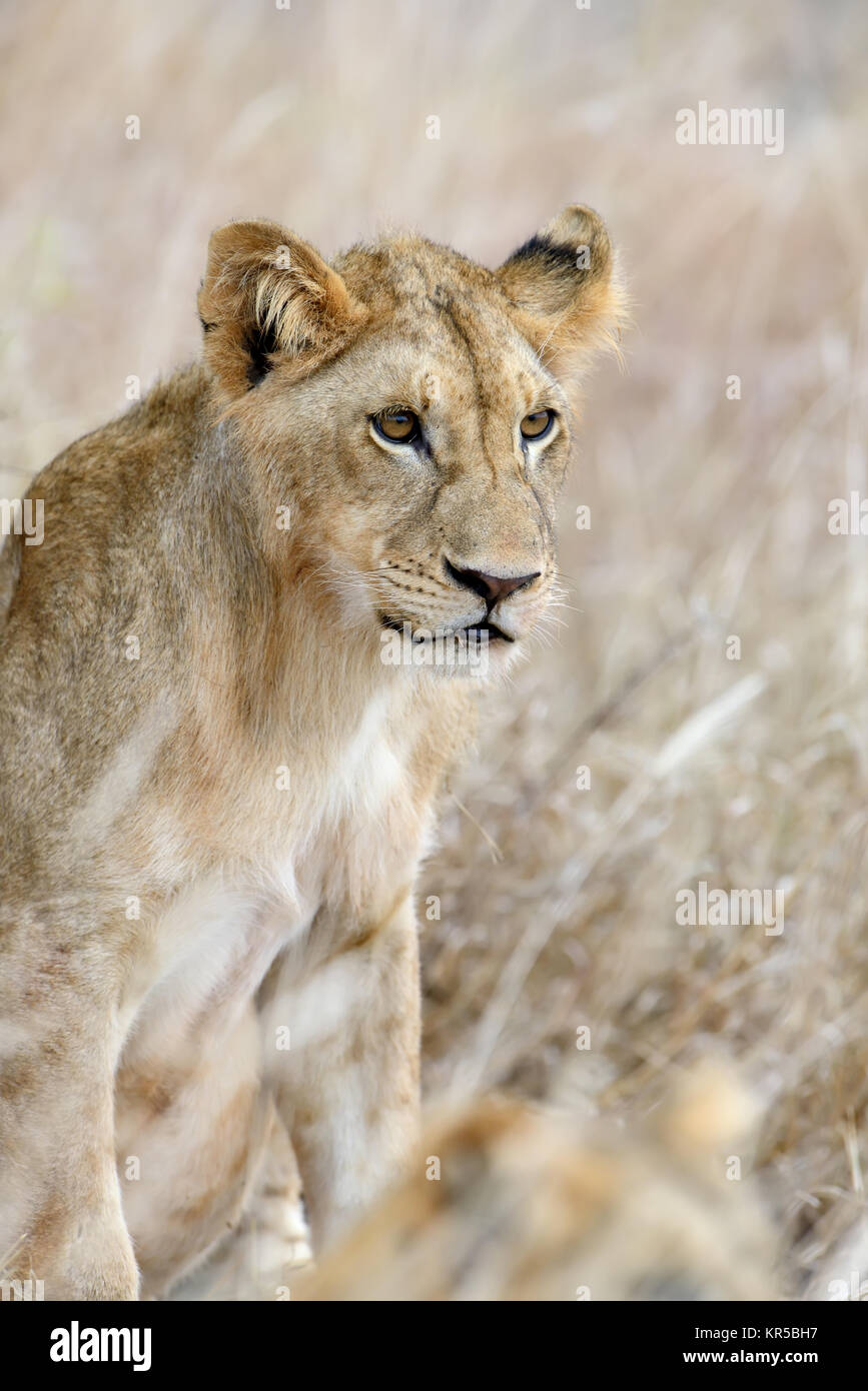 Afrikanische Löwen in der National Park in Südafrika Stockfoto