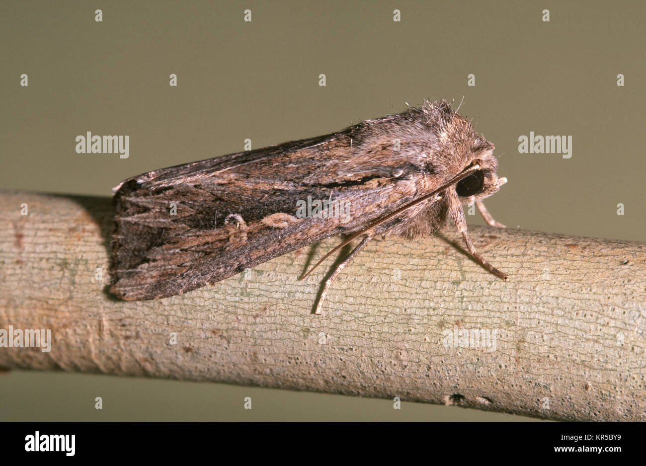 Inland Armyworm Motte (Persectania dyscrita) Stockfoto
