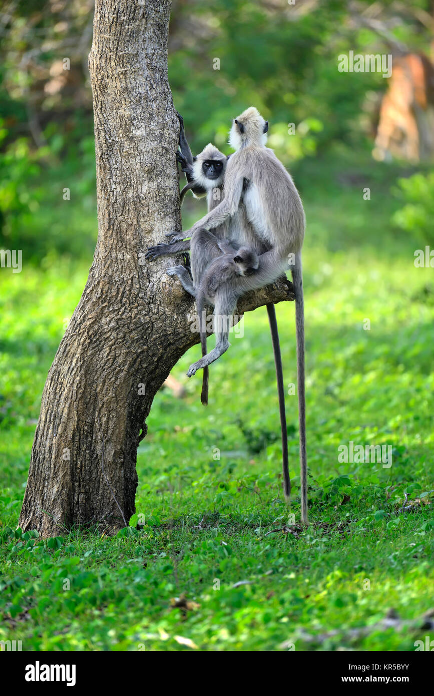 Affe in der lebenden Natur. Land von Sri Lanka Stockfoto
