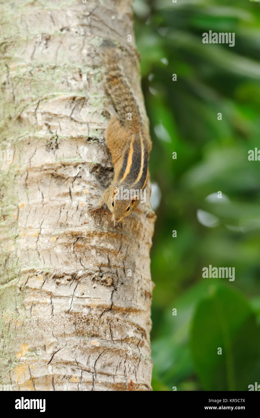 Eichhörnchen auf dem Baum. Sri Lanka Stockfoto