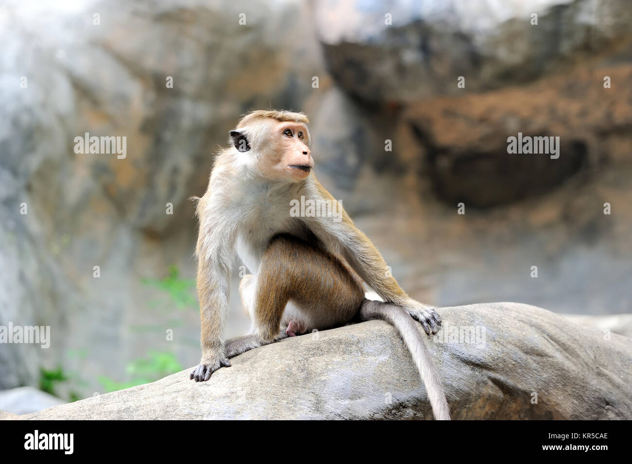 Affe in der lebenden Natur. Land von Sri Lanka Stockfoto