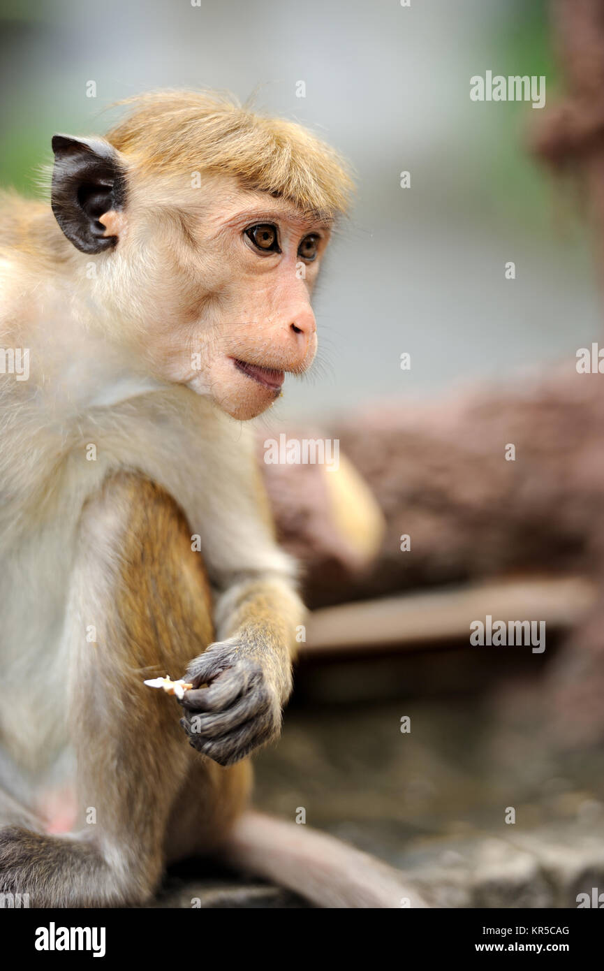 Affe in der lebenden Natur. Land von Sri Lanka Stockfoto