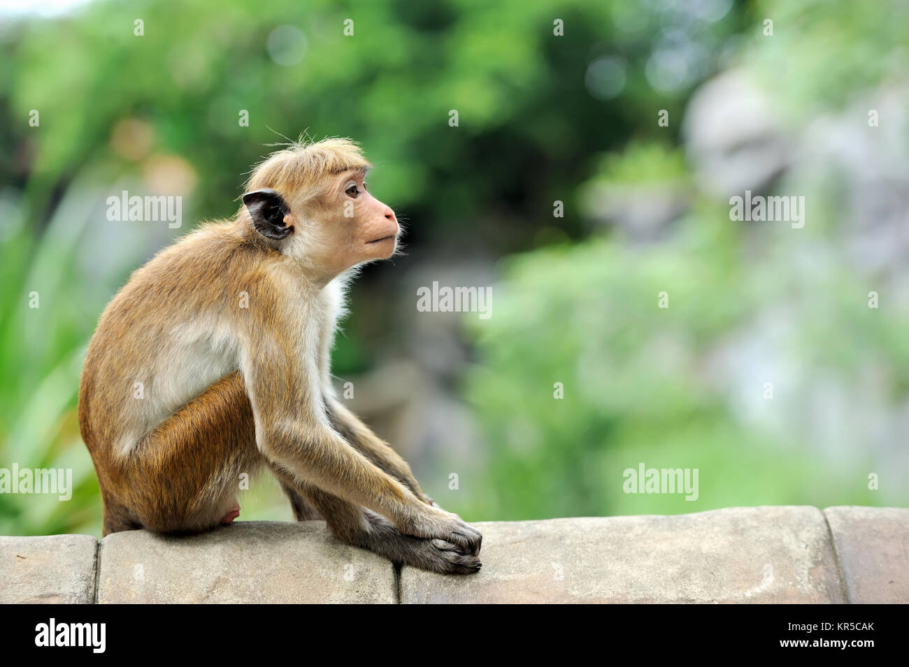 Affe in der lebenden Natur. Land von Sri Lanka Stockfoto