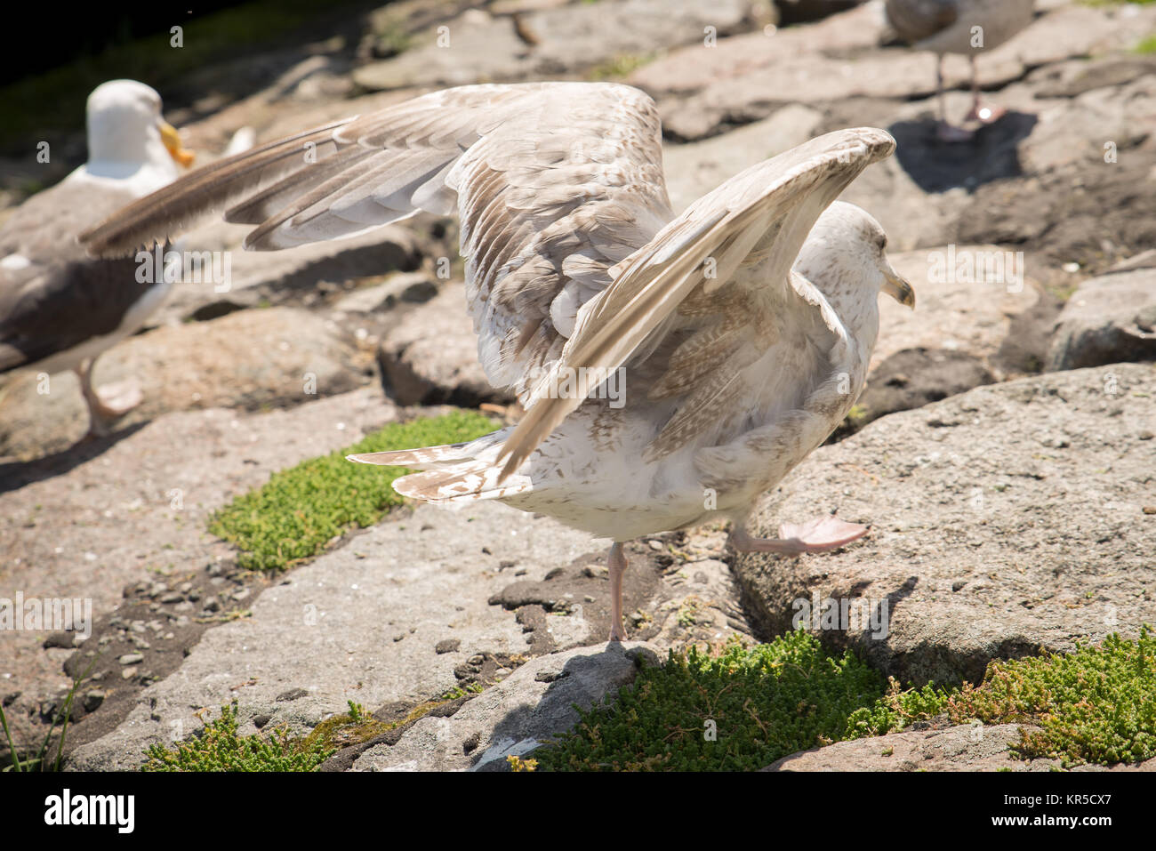 Möwe bei der Abfahrt Stockfoto