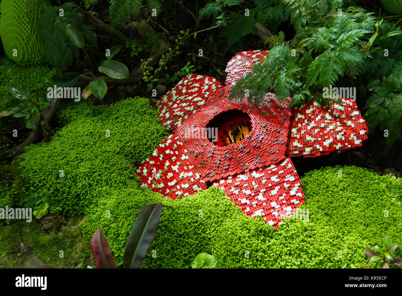 Leiche Blume wurde von ineinander greifenden Kunststoff Steine Spielzeug gemacht. Wissenschaftliche name ist Rafflesia kerrii, Rafflesia arnoldii, stinkenden Leichnam Blume. Die grösste Blume der Welt. Stockfoto