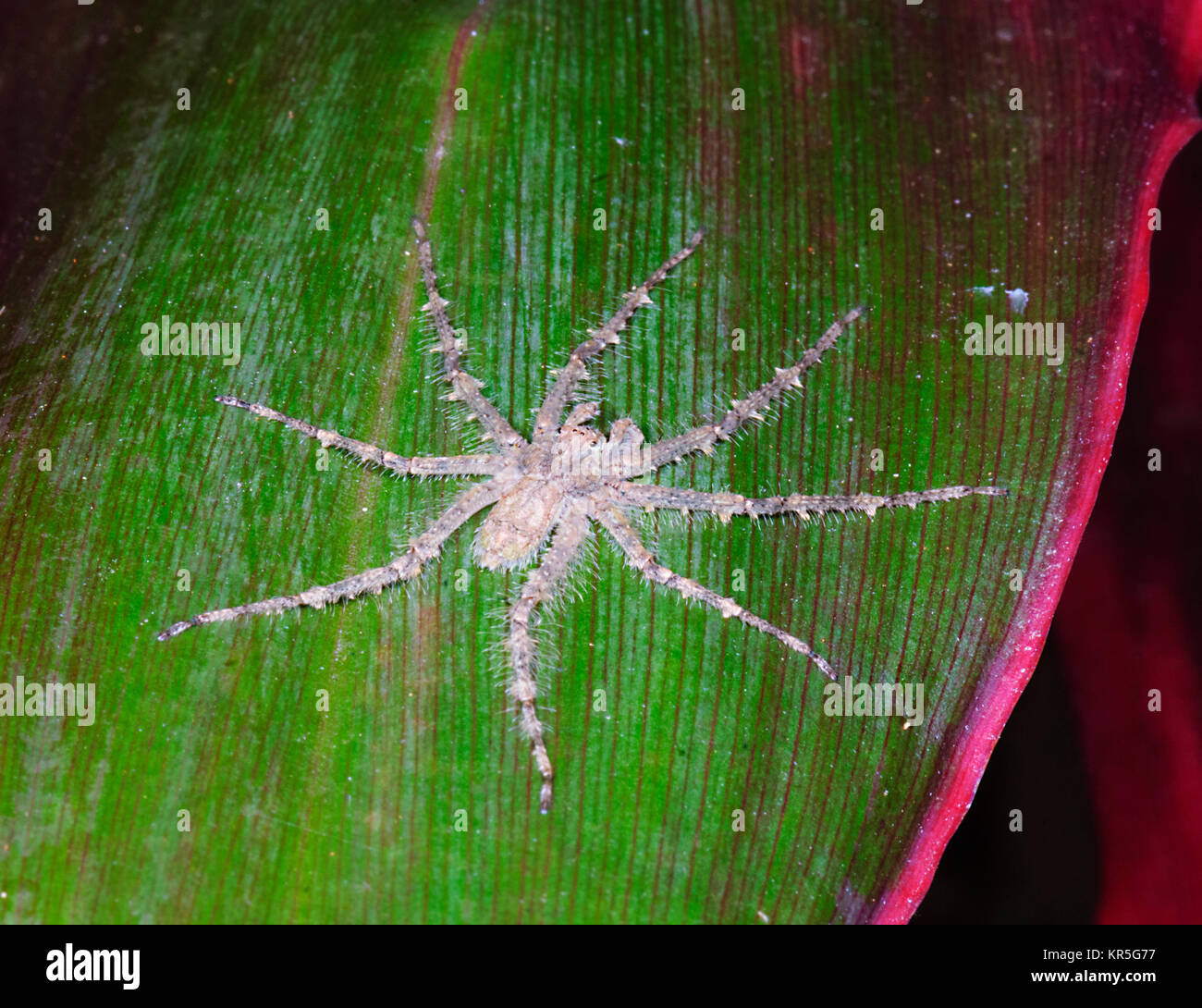 Flechten Pandercetes Huntsman (griech.), Far North Queensland, FNQ, QLD, Australien Stockfoto