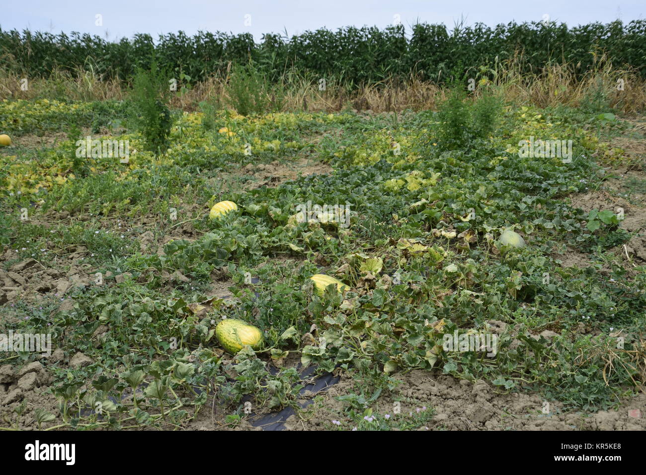 Das Bett Von Melonen Und Wassermelonen Im Garten Stockfoto Bild