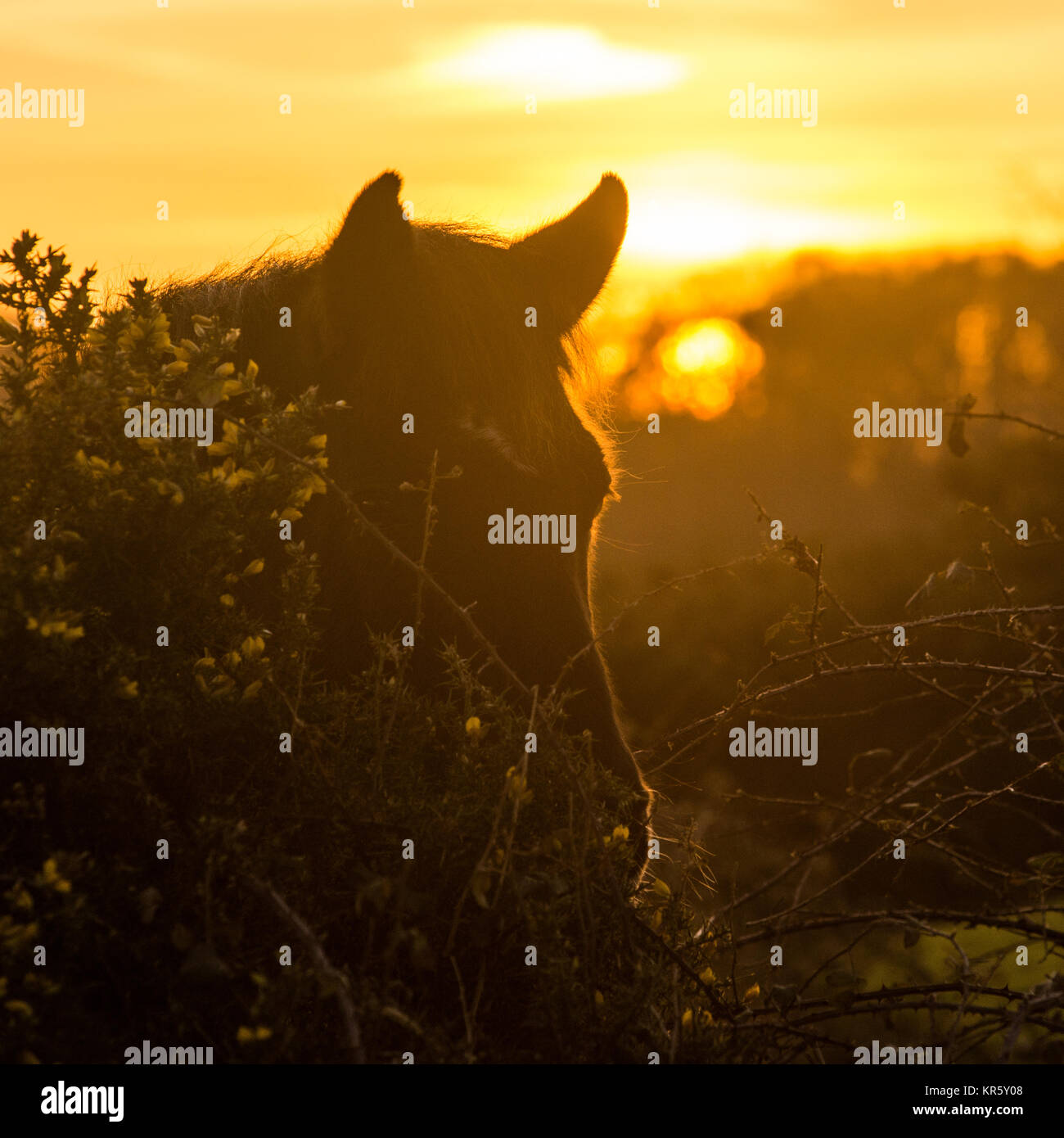 Silhouette des Pferdekopfes mit orangefarbenem Sonnenuntergang dahinter Stockfoto