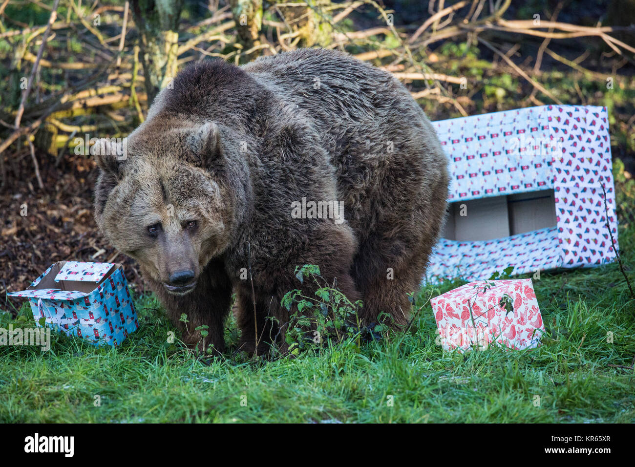 Whipsnade, UK. 19 Dez, 2017. Die drei Jungen Europäischen Braunbären Schwestern, namens Snövit, Askungen und Törnrosa, der vor kurzem von kolmarden Zoo in Schweden angekommen, entdecken Sie festliche Überraschungen während der jährlichen Weihnachten Fotoshooting im ZSL Whipsnade Zoo. Weihnachten Überraschungen enthalten Fische innerhalb der Schön verpackt Geschenke und Christbaumkugeln aus bunten Paprika, Ananas Ringe und Scheiben von Orange versteckt. Credit: Mark Kerrison/Alamy leben Nachrichten Stockfoto