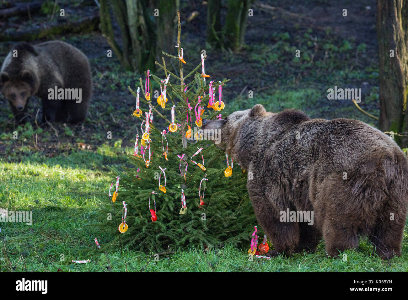 Whipsnade, UK. 19 Dez, 2017. 24 Jahre alte europäische Braunbären Wellington entdeckt festlichen Überraschungen in Form von Christbaumkugeln aus bunten Paprika, Ananas Ringe und Scheiben von Orange während der jährlichen Weihnachten Fotoshooting im ZSL Whipsnade Zoo. Credit: Mark Kerrison/Alamy leben Nachrichten Stockfoto