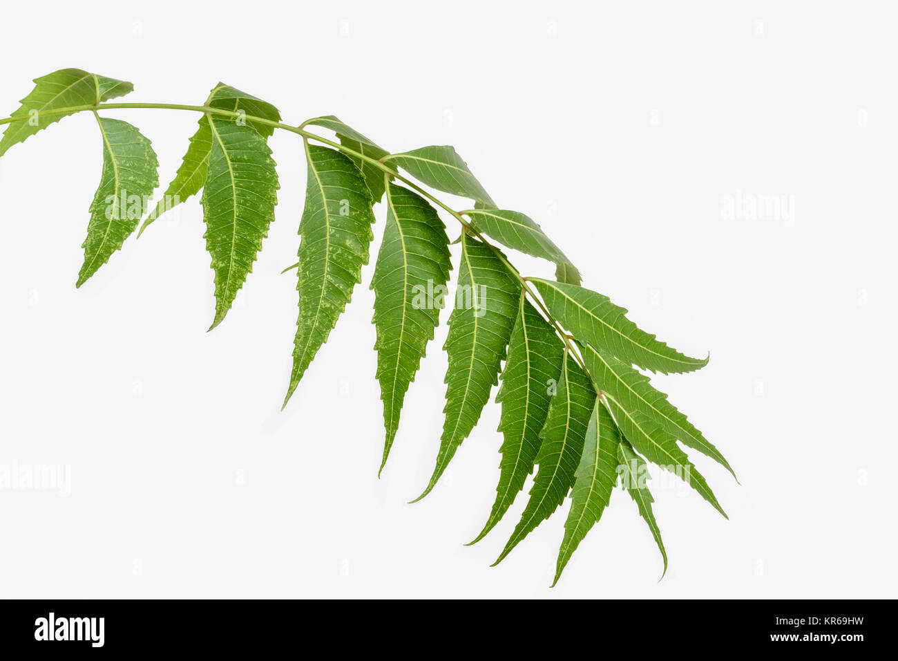 Neem (Margosa) Blätter Stockfoto