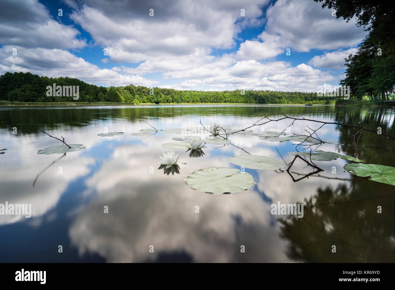 Umgestürzte Bäume am Rand eines Sees mit Reflexion des schönen Wolken im Wasser Stockfoto