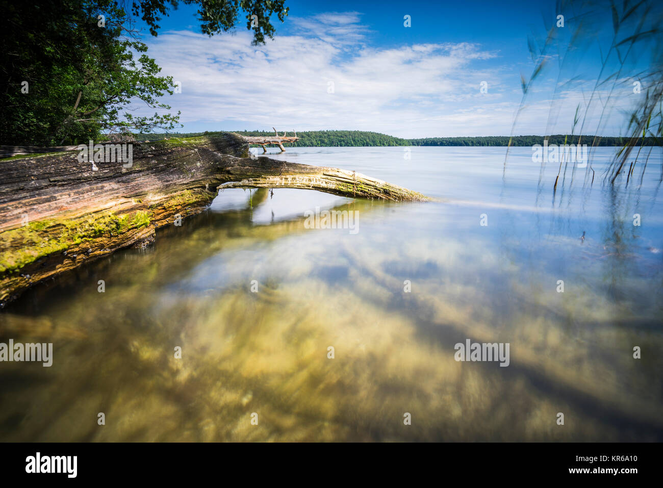Umgestürzte Bäume am Rand eines Sees mit Reflexion des schönen Wolken im Wasser Stockfoto