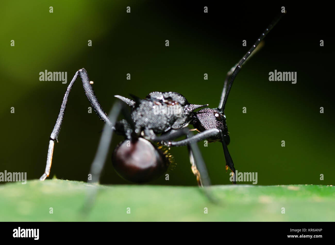 Nahaufnahme der Schwarze Garten ant (Lasius Niger) auf ein Blatt in die Kamera schaut Stockfoto