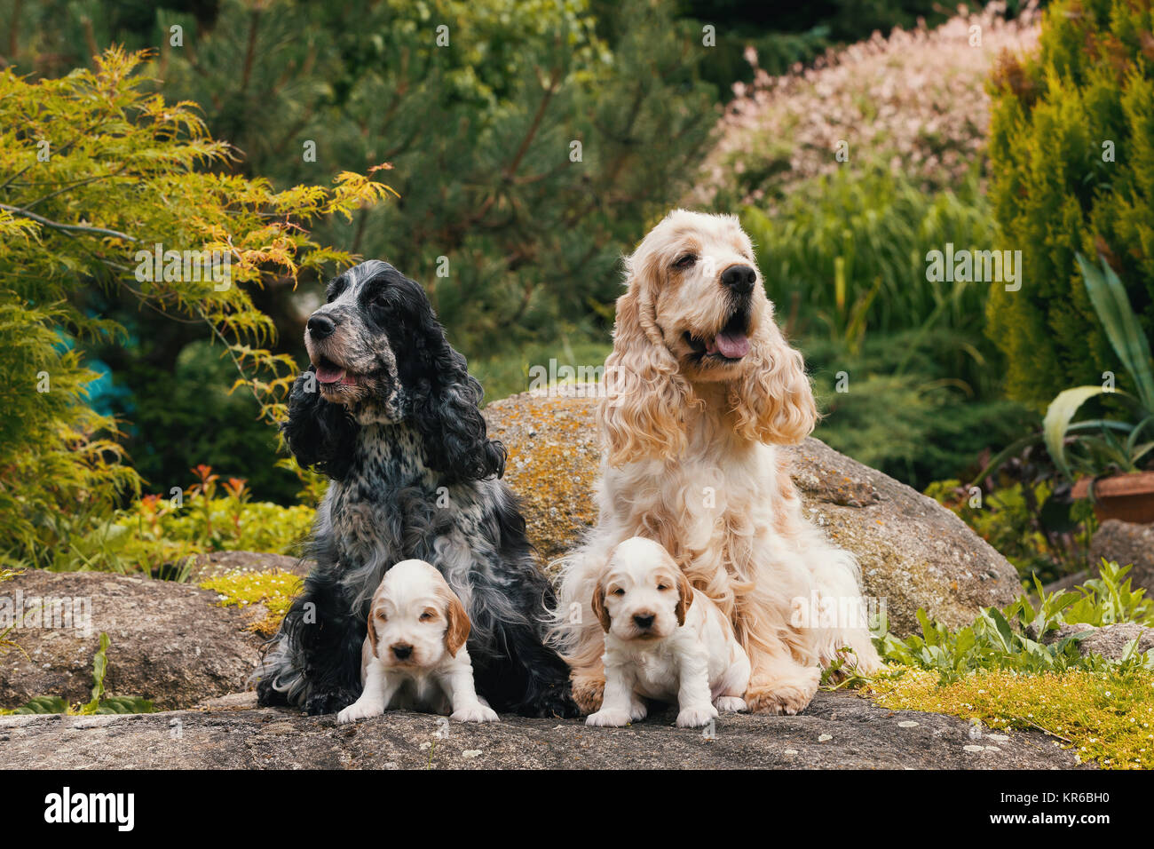 Reinrassige English Cocker Spaniel mit Welpen Stockfoto