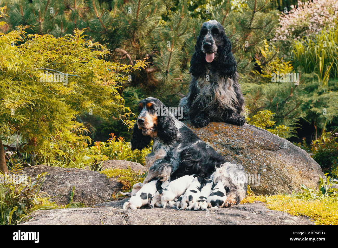 Reinrassige English Cocker Spaniel mit Welpen Stockfoto