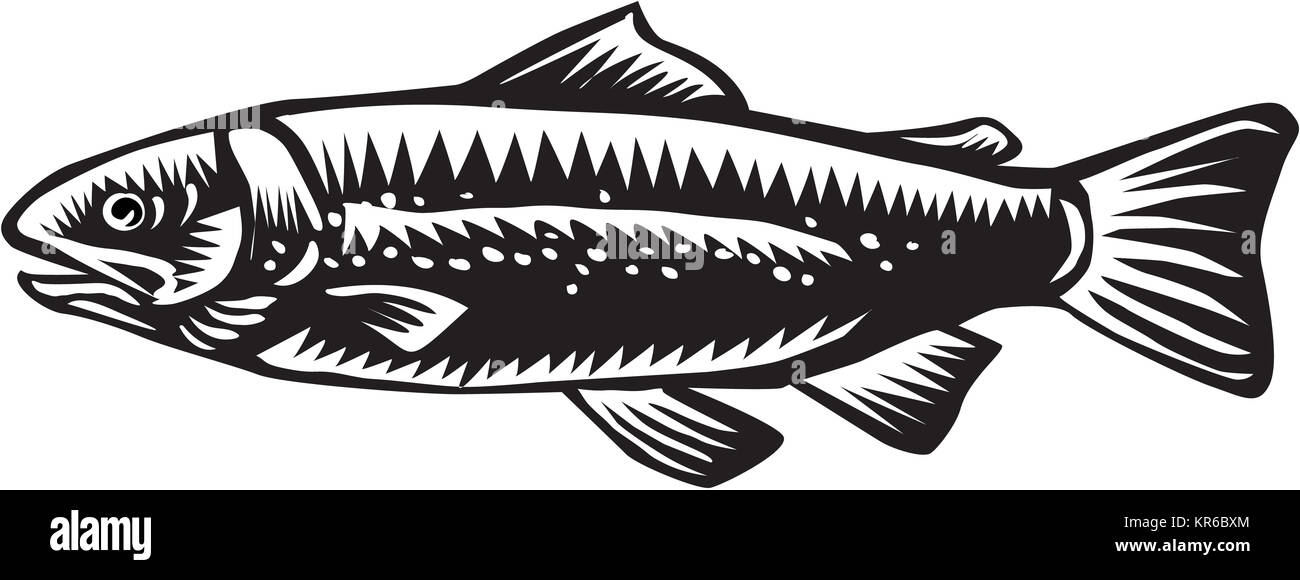 Meerforellen gesichtet Stockfoto