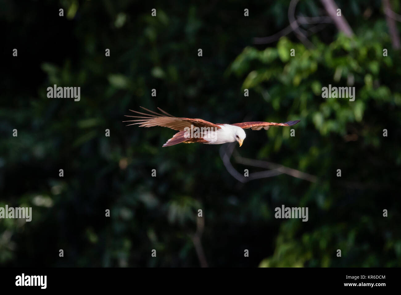 Brahminy Kite (Haliastur indus) oder Red-backed Seeadler fliegen in der Nähe von Maria Insel der Salomonen Stockfoto