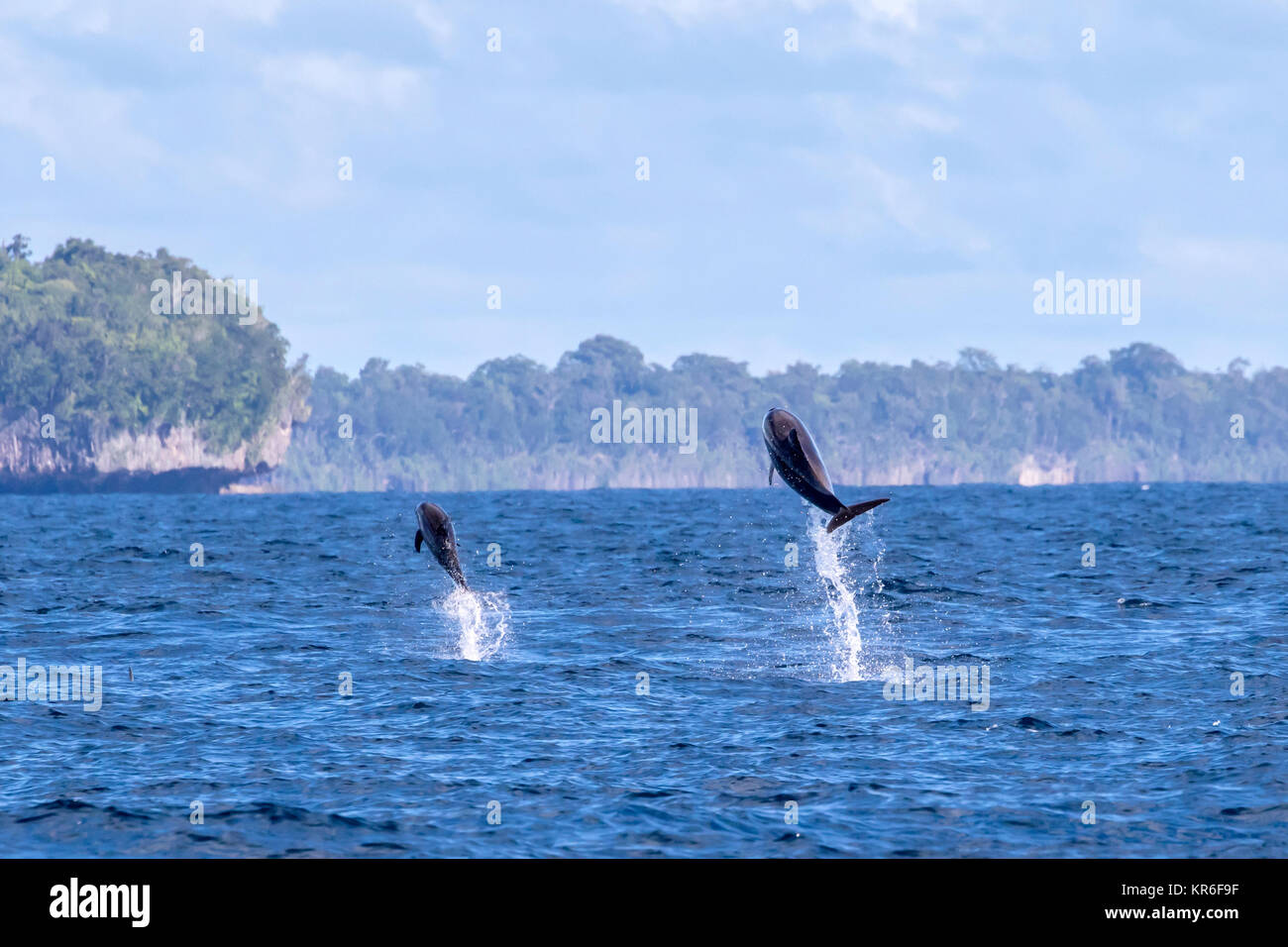 Gemeinsame Große Tümmler (Tursiops schneidet) Mutter und Kalb sprang hoch Stockfoto