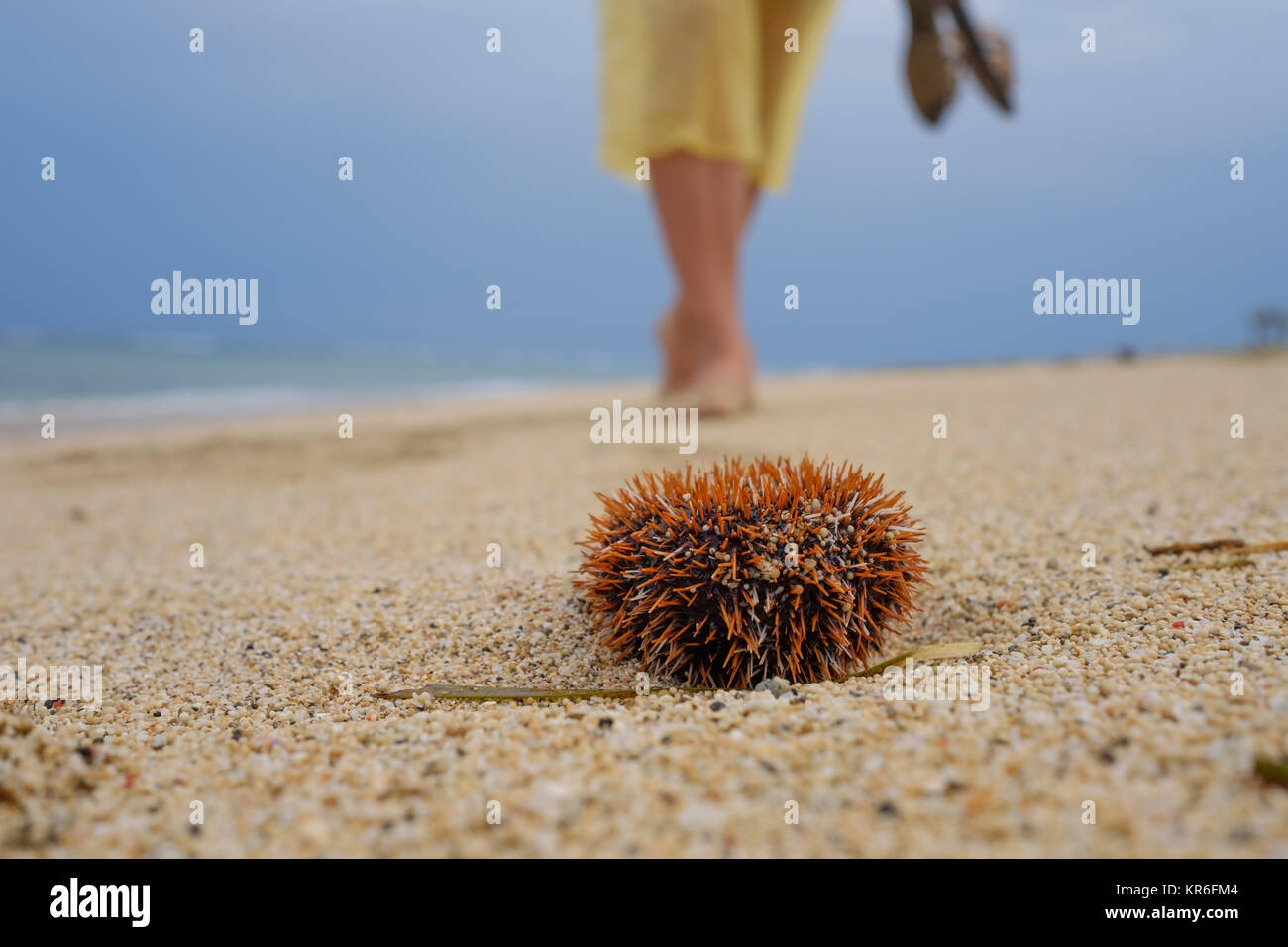 Ein Mann geht am Strand entlang und ist etwa auf ein giftiger Seeigel zu treten. Gefahr in den Ferien in einem tropischen Land. Stockfoto