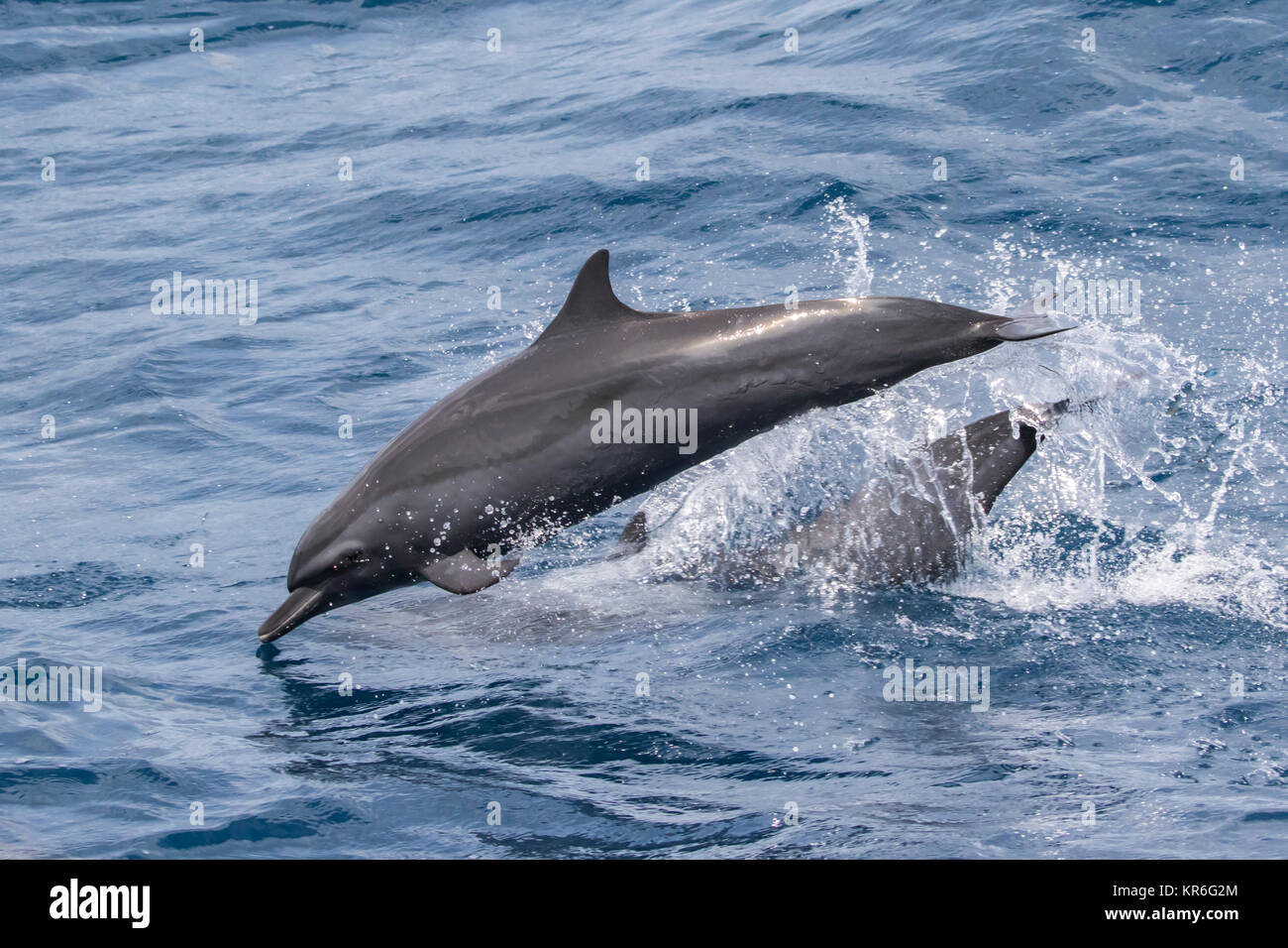 Pantropical Spotted Delfin (stenella Attenuata) springen und Geselligkeit in der Nähe unseres Bootes Stockfoto