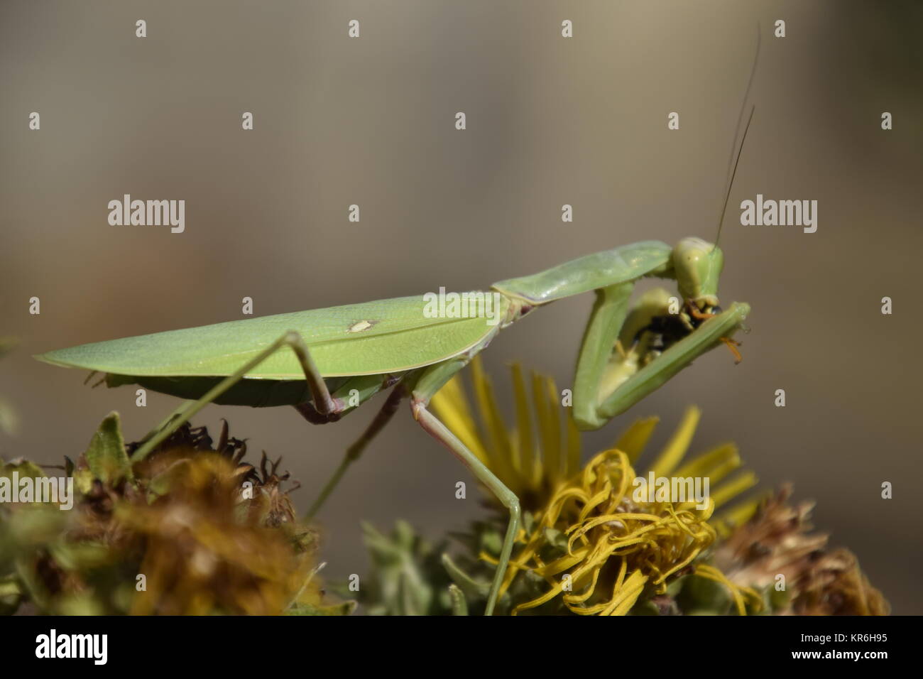 Die weibliche Gottesanbeterin frisst Wasp Stockfoto