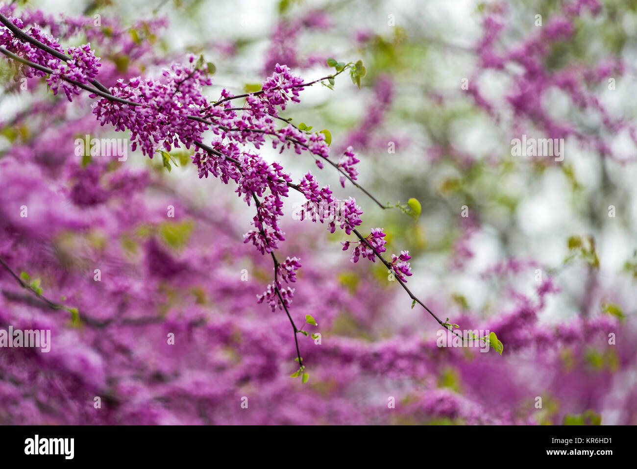 Cherry Blossom (Prunus) in voller Blüte an einem bewölkten Tag im Frühling im Columbus Park, New York, USA Stockfoto