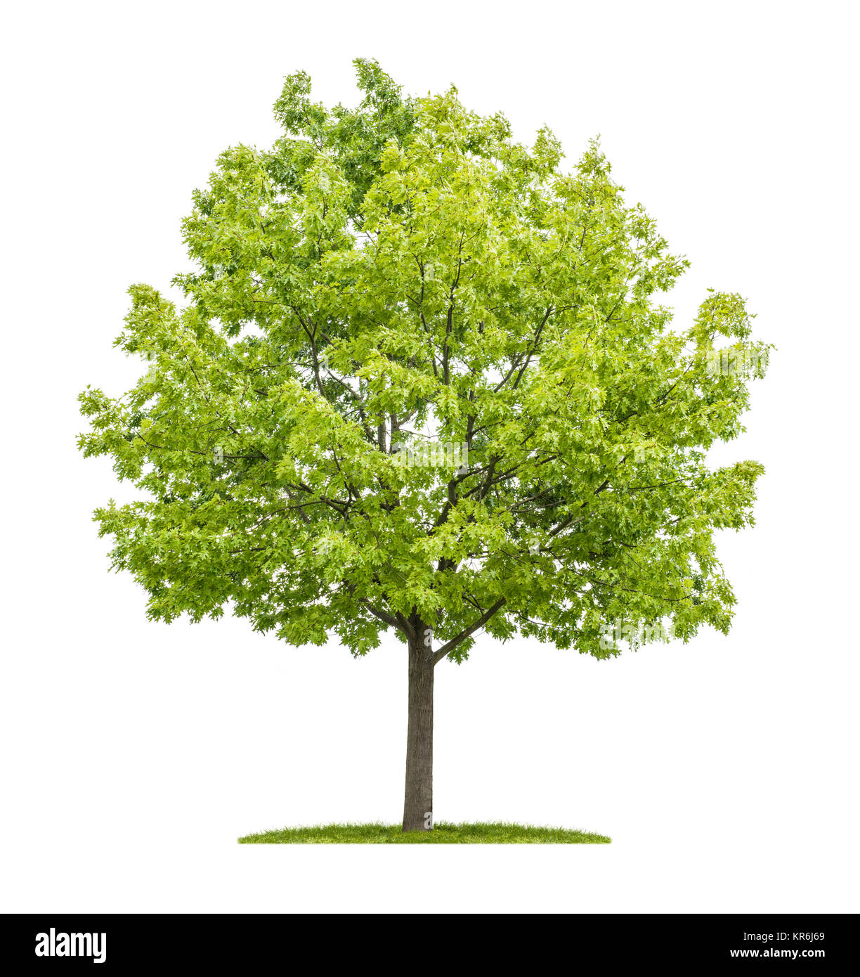 Amerikanische Eiche vor weißem Hintergrund Stockfoto