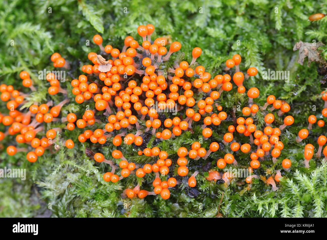 Orange Schleimpilze Trichia decipiens, Stockfoto