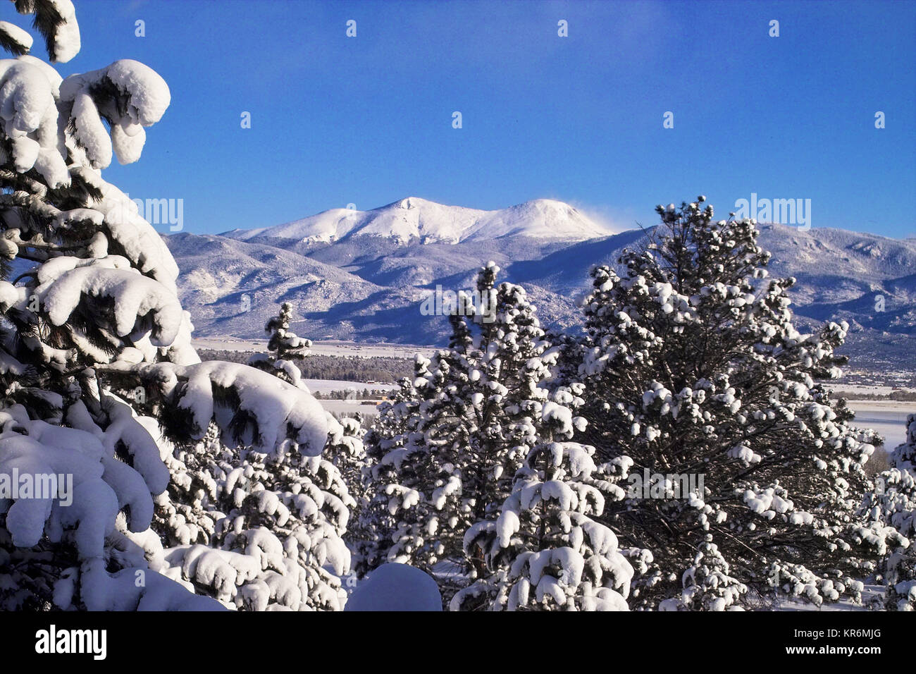 Frischer Schnee, BUFFALO PEAKS IM HINTERGRUND, CHAFFEE COUNTY, Colorado Stockfoto