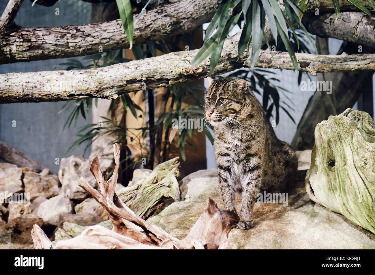 Angeln cat (Prionailurus viverrinus) sitzen auf den Felsen in Gefangenschaft Stockfoto