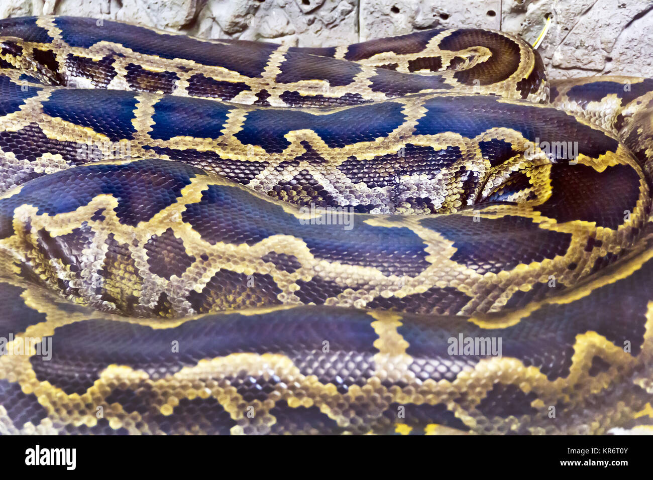 Foto von Schlangenhaut close up im zoo Stockfoto
