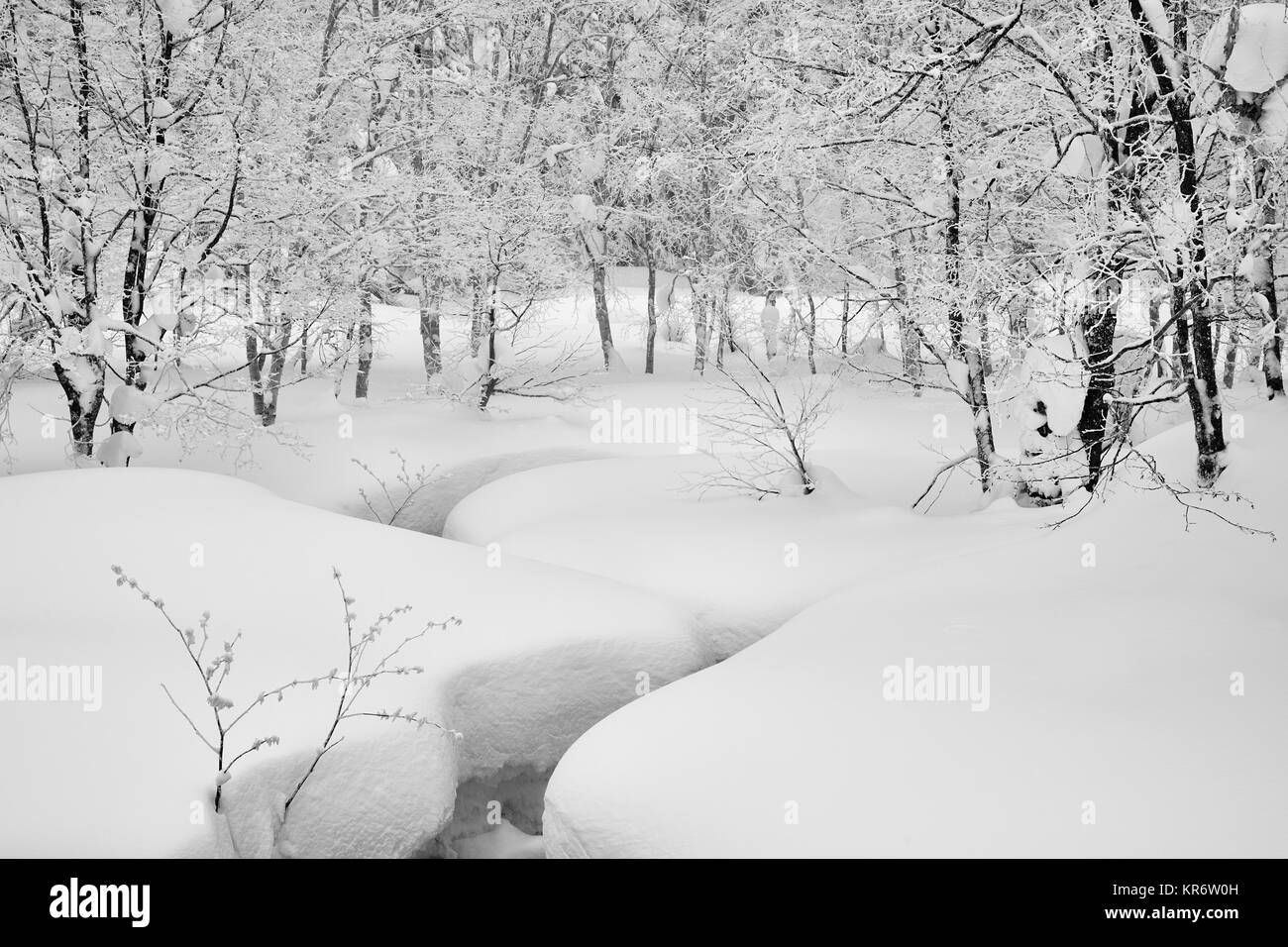 Verschneite Bäume und tiefen Schnee in einem Wald im Winter. Stockfoto