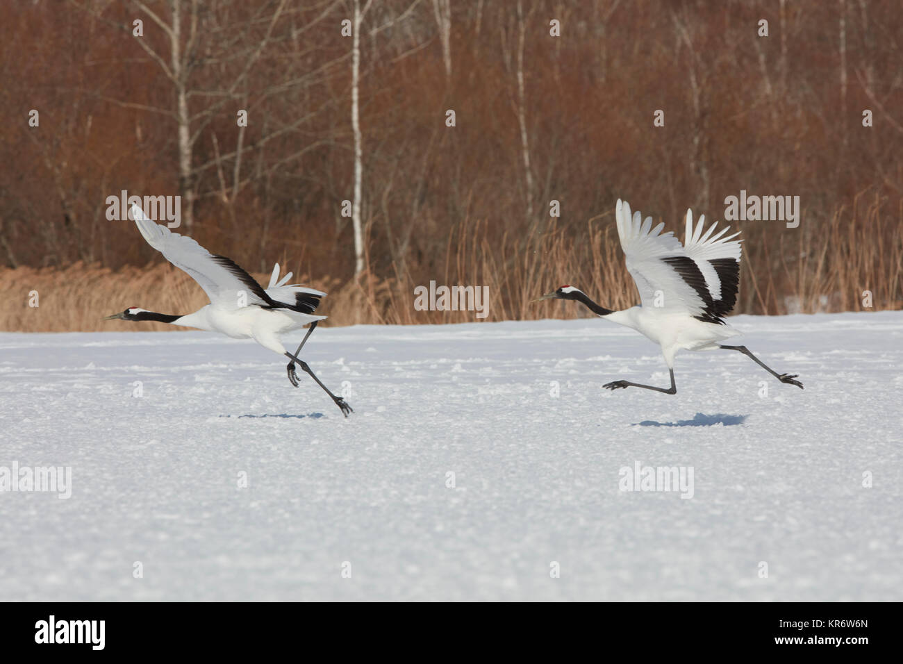 Red-Crowned Kraniche (Grus japonensis), die in den Schnee im Winter. Stockfoto