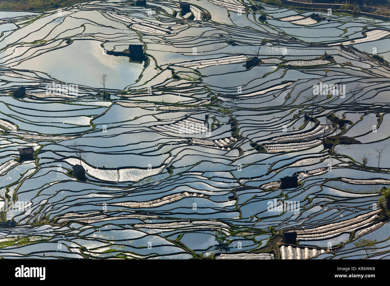 Hohe Betrachtungswinkel von Reflexionen aus Wasser gefüllt Reisterrassen. Stockfoto
