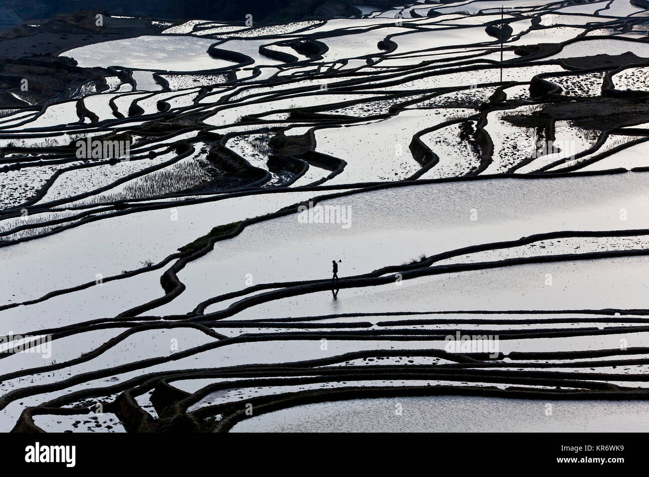 Hohe Betrachtungswinkel von Reflexionen aus Wasser gefüllt Reisterrassen. Stockfoto