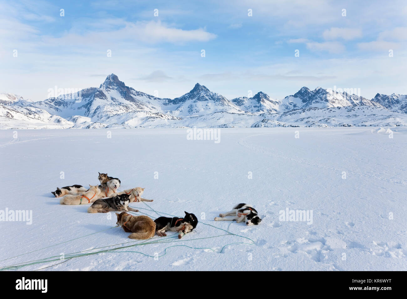 Winterlandschaft mit pack Huskies ruht auf dem Eis. Stockfoto