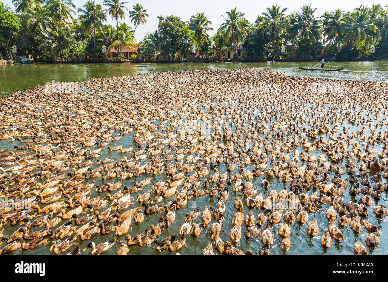 Hohe Betrachtungswinkel und der großen Herde von Enten auf einem Fluss. Stockfoto