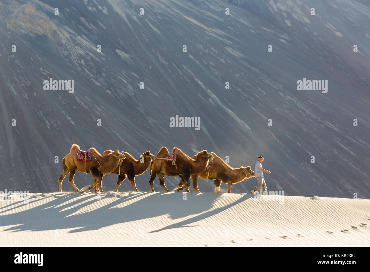 Der Mensch, die kleine Gruppe von Kamelen in der Wüste. Stockfoto