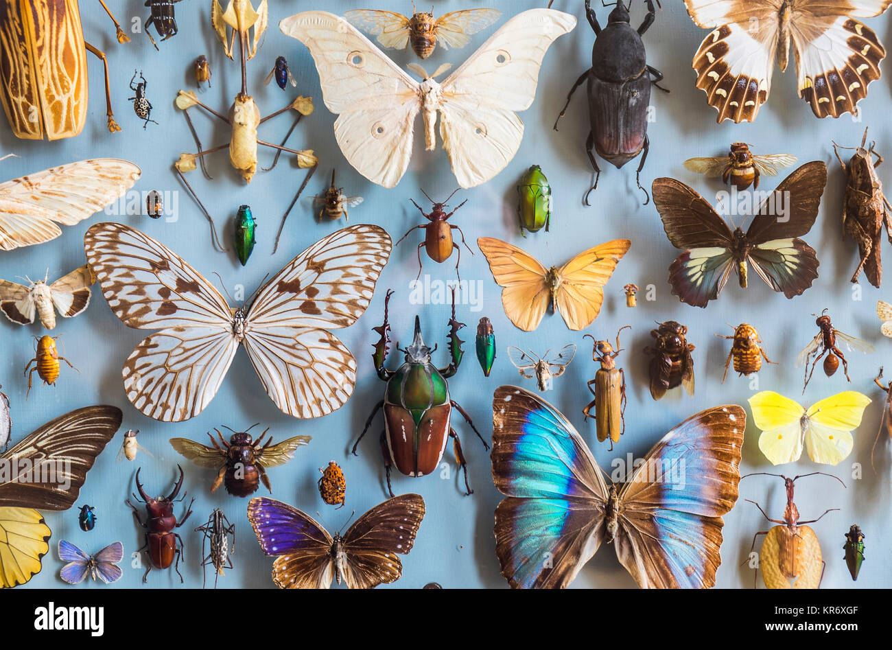 Nahaufnahme von einer Auswahl an bunten Schmetterlingen und Käfern in einer Vitrine im Museum. Stockfoto