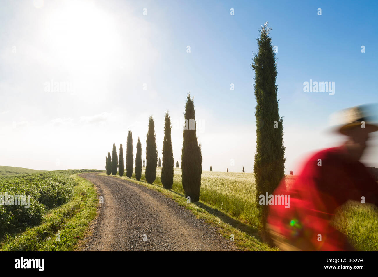 Mann mit roten Jacke Radfahren entlang einer Landstraße mit Zypressen gesäumt. Stockfoto