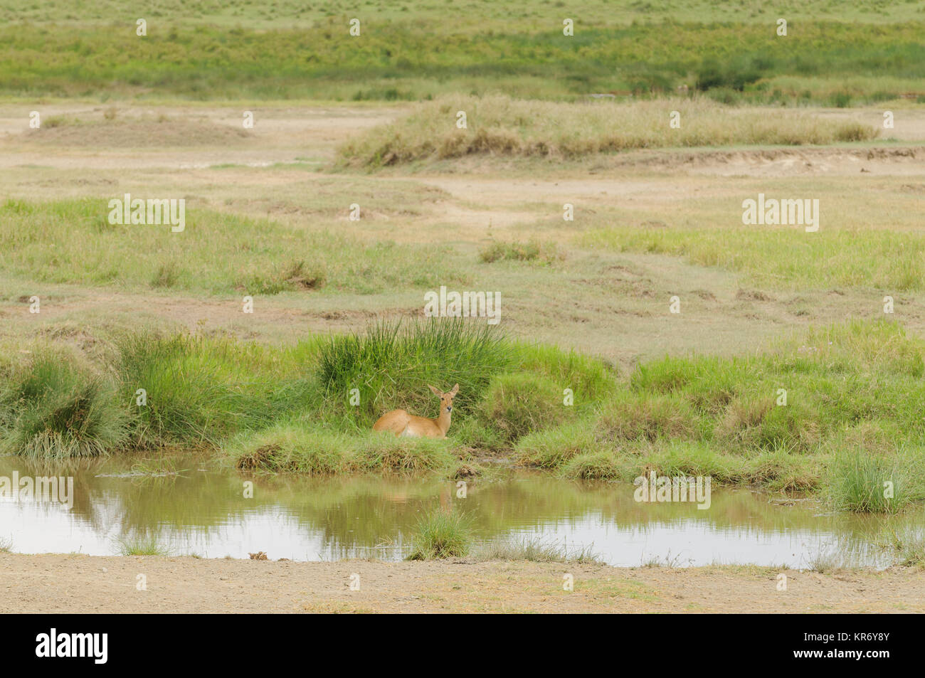 Weibliche Riedböcke (Wissenschaftlicher Name: Redunca redunca, oder "Tohe ndope" in Swaheli) Bild auf Safari in die Serengeti/Tarangire, Lake Manyara, Stockfoto