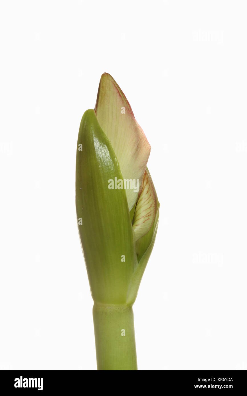 Amaryllis, der amaryllidaceae Hippeastrum, brechen Blütenkopf auf Stammzellen von einer reinen weißen Hintergrund. Stockfoto