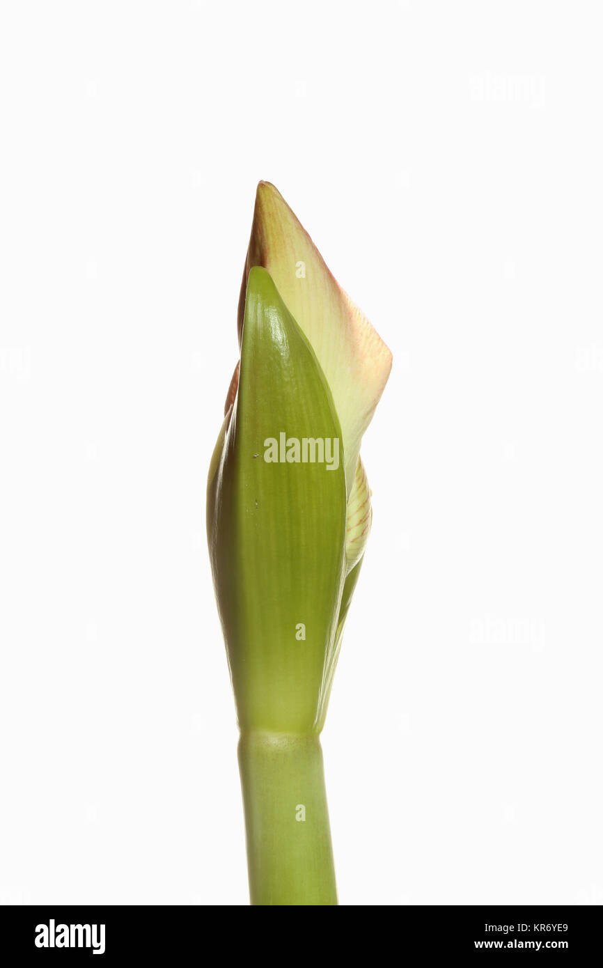 Amaryllis, der amaryllidaceae Hippeastrum, brechen Blütenkopf auf Stammzellen von einer reinen weißen Hintergrund. Stockfoto